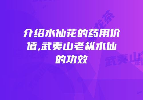 介绍水仙花的药用价值,武夷山老枞水仙的功效