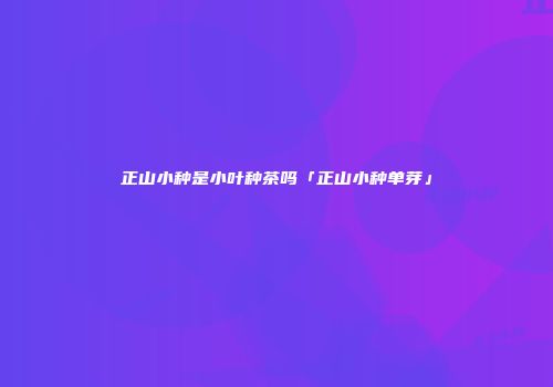 正山小种是小叶种茶吗「正山小种单芽」