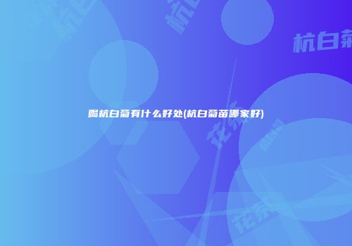 喝杭白菊有什么好处(杭白菊苗哪家好)