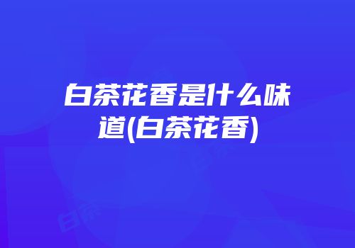 白茶花香是什么味道(白茶花香)