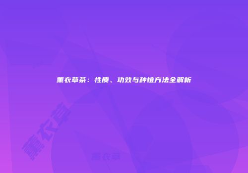 薰衣草茶：性质、功效与种植方法全解析