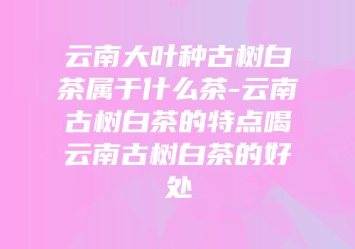 云南大叶种古树白茶属于什么茶-云南古树白茶的特点喝云南古树白茶的好处