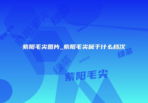 紫阳毛尖图片_紫阳毛尖属于什么档次
