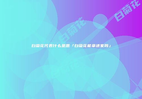 白菊花代表什么意思「白菊花能拿进家吗」