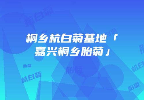 桐乡杭白菊基地「嘉兴桐乡胎菊」