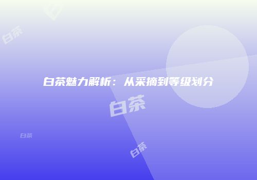 白茶魅力解析：从采摘到等级划分