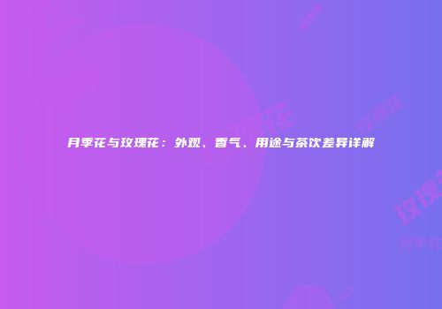月季花与玫瑰花：外观、香气、用途与茶饮差异详解