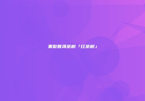 果敢普洱茶树「红茶树」