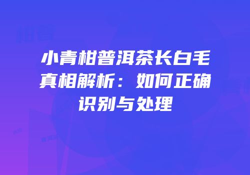 小青柑普洱茶长白毛真相解析：如何正确识别与处理