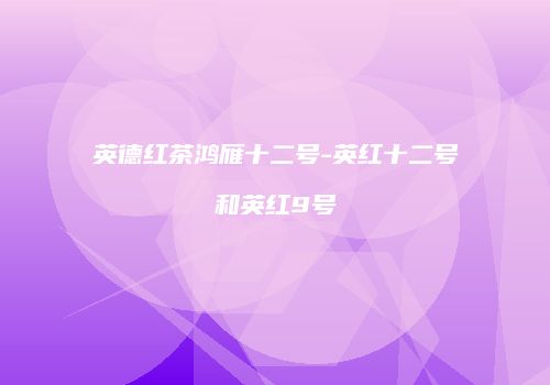 英德红茶鸿雁十二号-英红十二号和英红9号