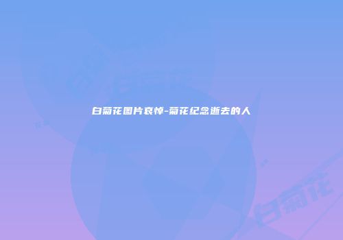 白菊花图片哀悼-菊花纪念逝去的人