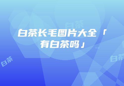 白茶长毛图片大全「有白茶吗」