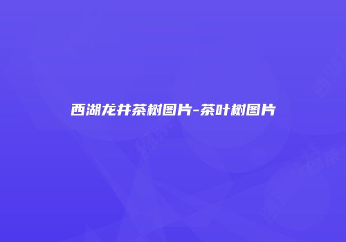 西湖龙井茶树图片-茶叶树图片