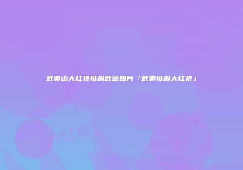 武夷山大红袍母树武警照片「武夷母树大红袍」
