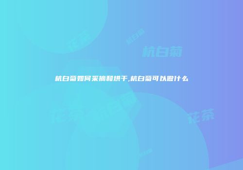 杭白菊如何采摘和烘干,杭白菊可以做什么