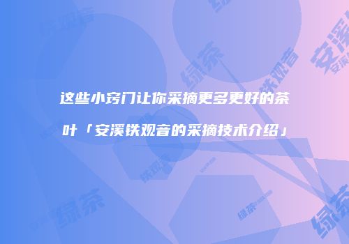 这些小窍门让你采摘更多更好的茶叶「安溪铁观音的采摘技术介绍」