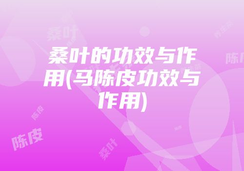 桑叶的功效与作用(马陈皮功效与作用)