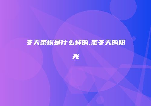 冬天茶树是什么样的,茶冬天的阳光