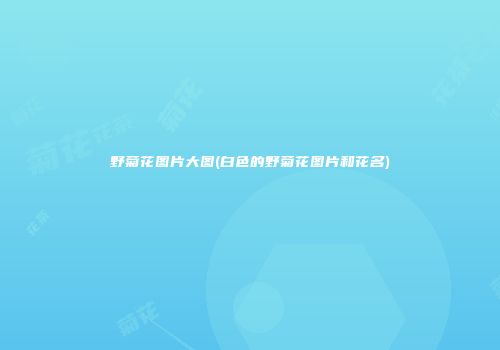 野菊花图片大图(白色的野菊花图片和花名)
