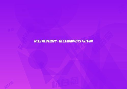 杭白菊的图片-杭白菊的功效与作用