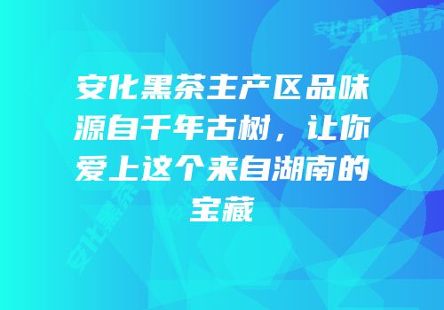 安化黑茶主产区品味源自千年古树，让你爱上这个来自湖南的宝藏