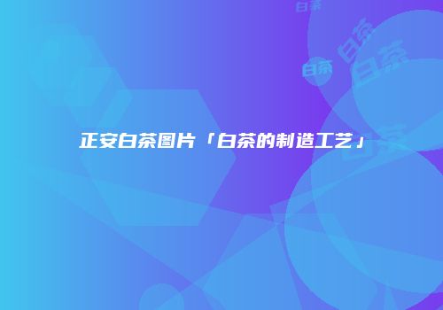 正安白茶图片「白茶的制造工艺」