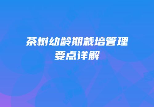 茶树幼龄期栽培管理要点详解