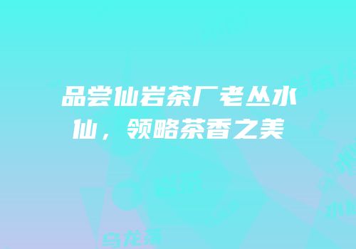品尝仙岩茶厂老丛水仙，领略茶香之美
