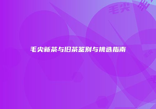 毛尖新茶与旧茶鉴别与挑选指南