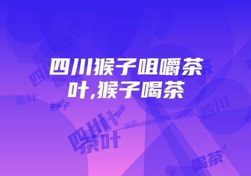 四川猴子咀嚼茶叶,猴子喝茶