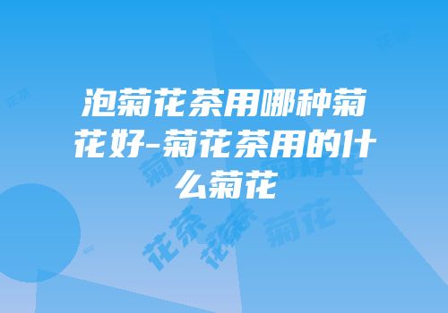 泡菊花茶用哪种菊花好-菊花茶用的什么菊花