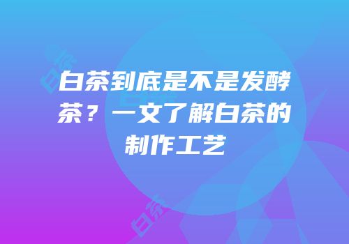 白茶到底是不是发酵茶？一文了解白茶的制作工艺