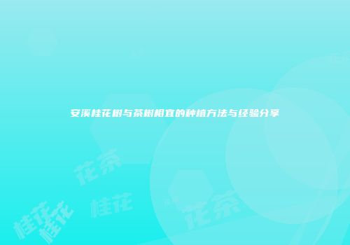 安溪桂花树与茶树相宜的种植方法与经验分享