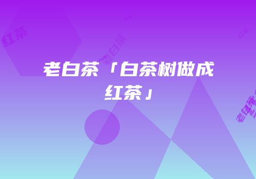 老白茶「白茶树做成红茶」