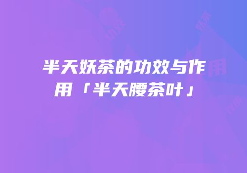 半天妖茶的功效与作用「半天腰茶叶」