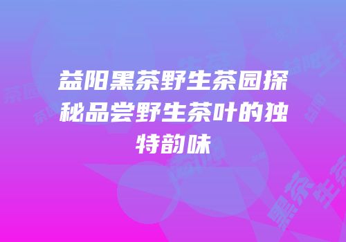 益阳黑茶野生茶园探秘品尝野生茶叶的独特韵味