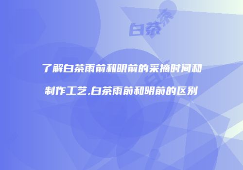 了解白茶雨前和明前的采摘时间和制作工艺,白茶雨前和明前的区别