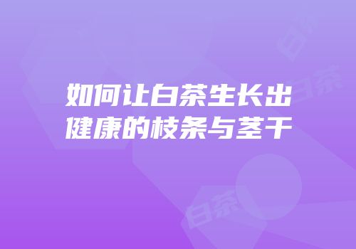 如何让白茶生长出健康的枝条与茎干