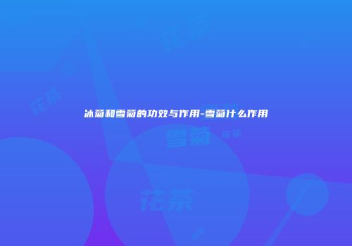 冰菊和雪菊的功效与作用-雪菊什么作用