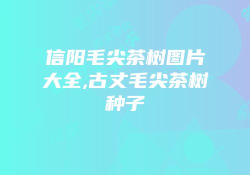 信阳毛尖茶树图片大全,古丈毛尖茶树种子