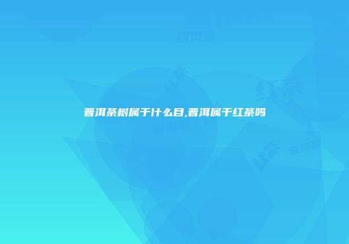普洱茶树属于什么目,普洱属于红茶吗