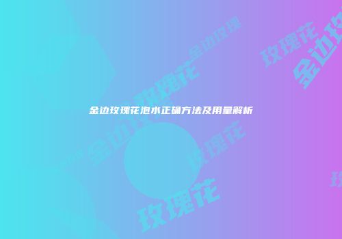金边玫瑰花泡水正确方法及用量解析