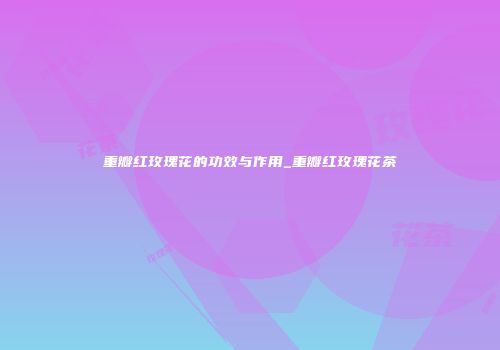重瓣红玫瑰花的功效与作用_重瓣红玫瑰花茶