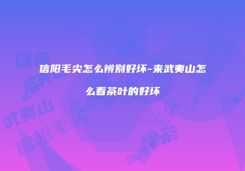 信阳毛尖怎么辨别好坏-来武夷山怎么看茶叶的好坏
