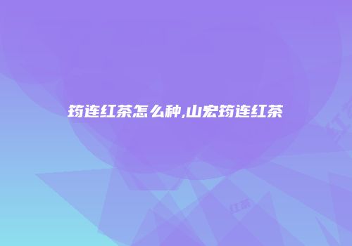 筠连红茶怎么种,山宏筠连红茶