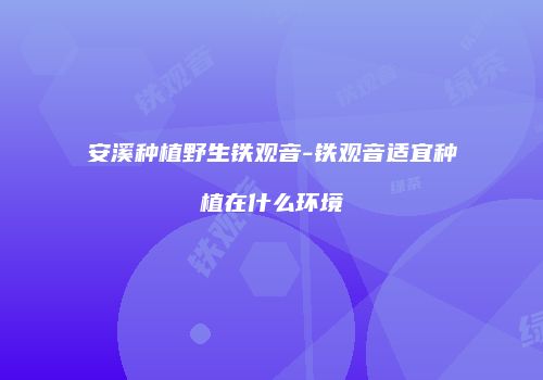 安溪种植野生铁观音-铁观音适宜种植在什么环境