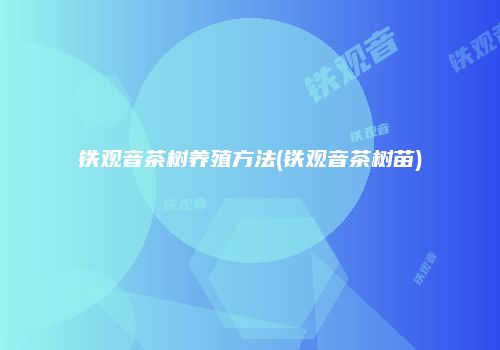 铁观音茶树养殖方法(铁观音茶树苗)