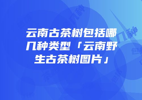 云南古茶树包括哪几种类型「云南野生古茶树图片」