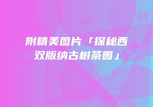 附精美图片「探秘西双版纳古树茶园」