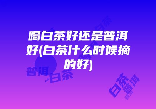喝白茶好还是普洱好(白茶什么时候摘的好)